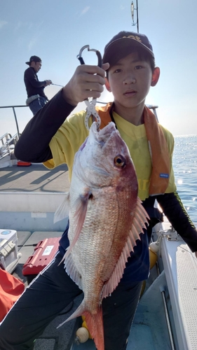 マダイの釣果