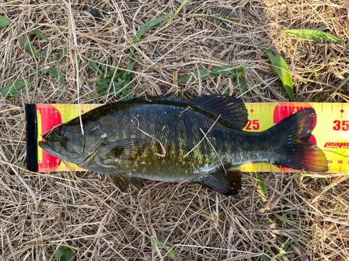 スモールマウスバスの釣果