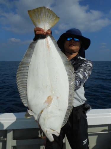 ヒラメの釣果