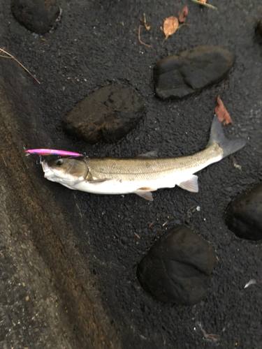 ウグイの釣果