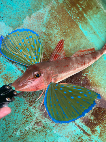 ショゴの釣果