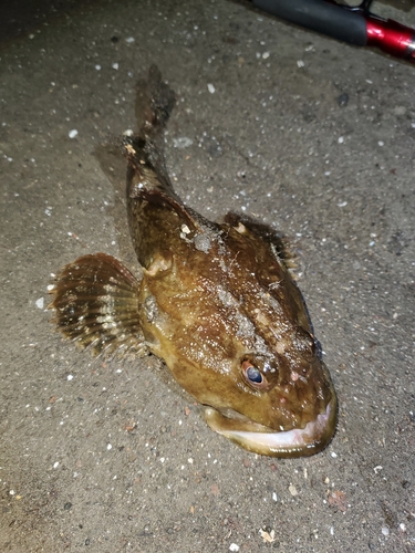 カジカの釣果