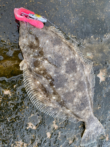 ヒラメの釣果