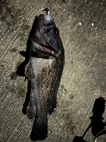 クロソイの釣果