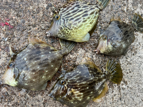 カワハギの釣果