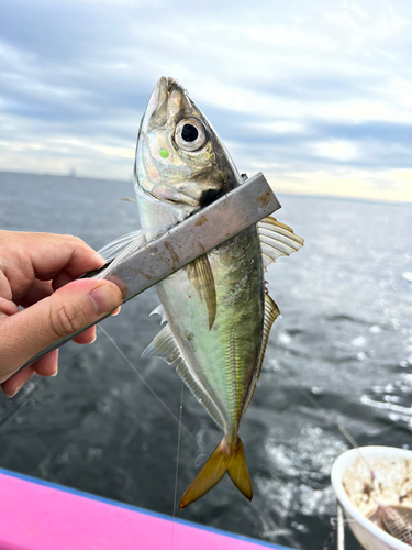 マアジの釣果