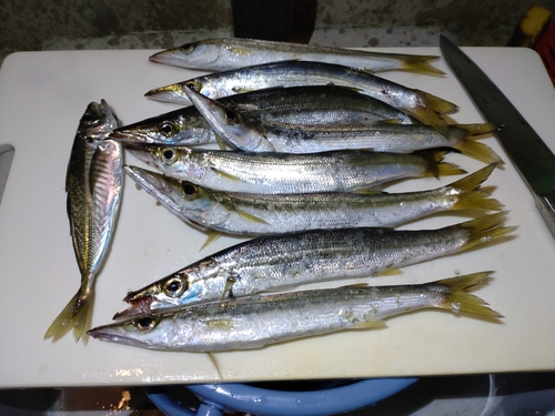 カマスの釣果