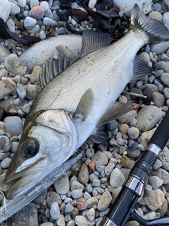 ヒラスズキの釣果