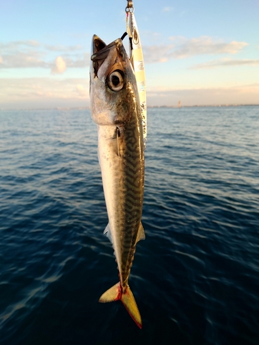 サバの釣果