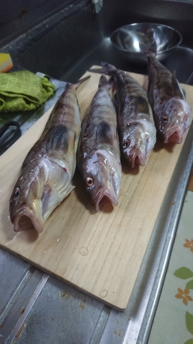 ホッケの釣果