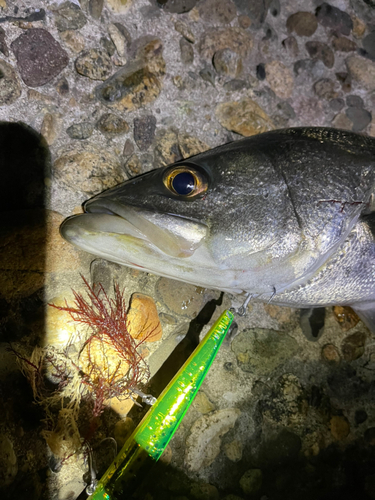 スズキの釣果