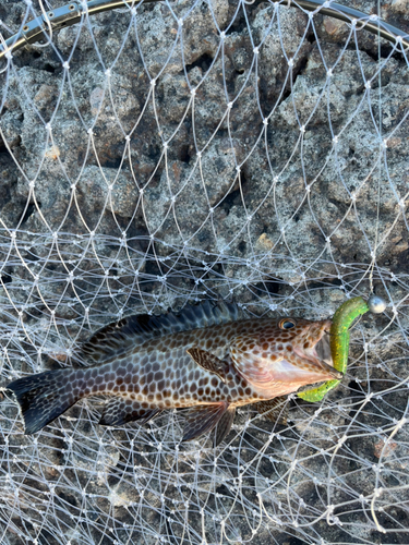 オオモンハタの釣果