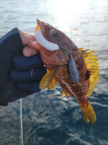 アコウの釣果