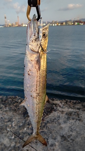 サゴシの釣果