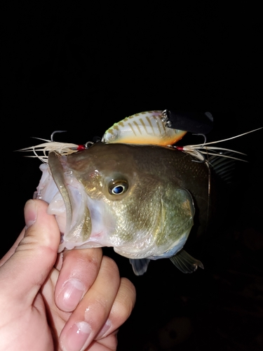 ブラックバスの釣果