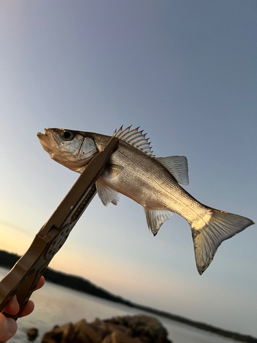 セイゴ（ヒラスズキ）の釣果