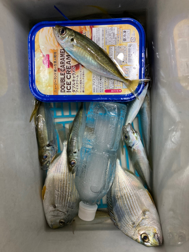 アジの釣果