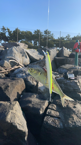 コノシロの釣果