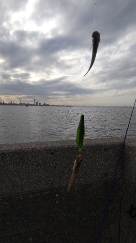 ハゼの釣果