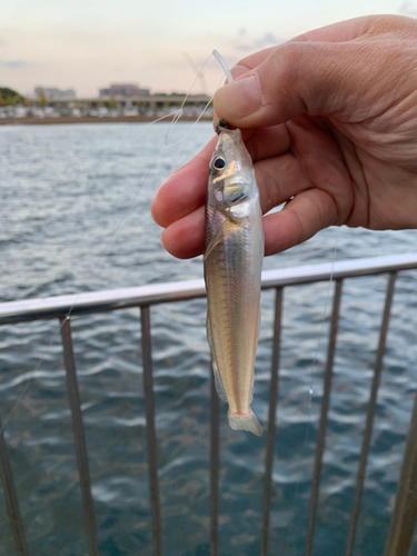 キスの釣果