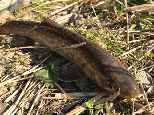 アメマスの釣果