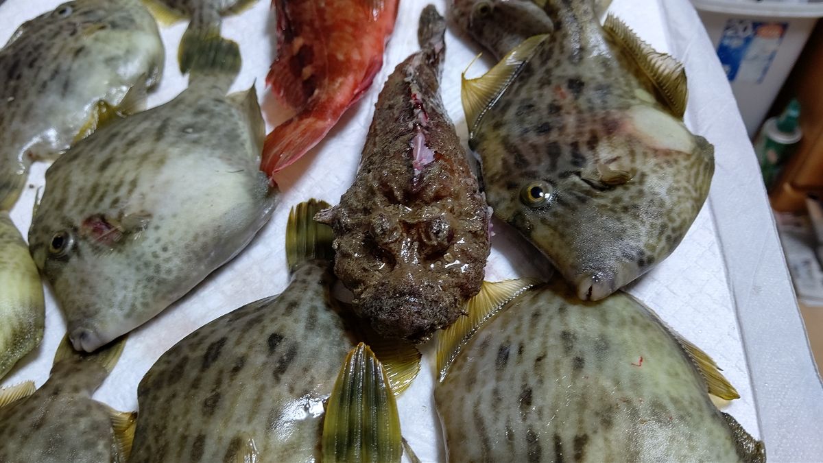 ヤスリン53さんの釣果 2枚目の画像