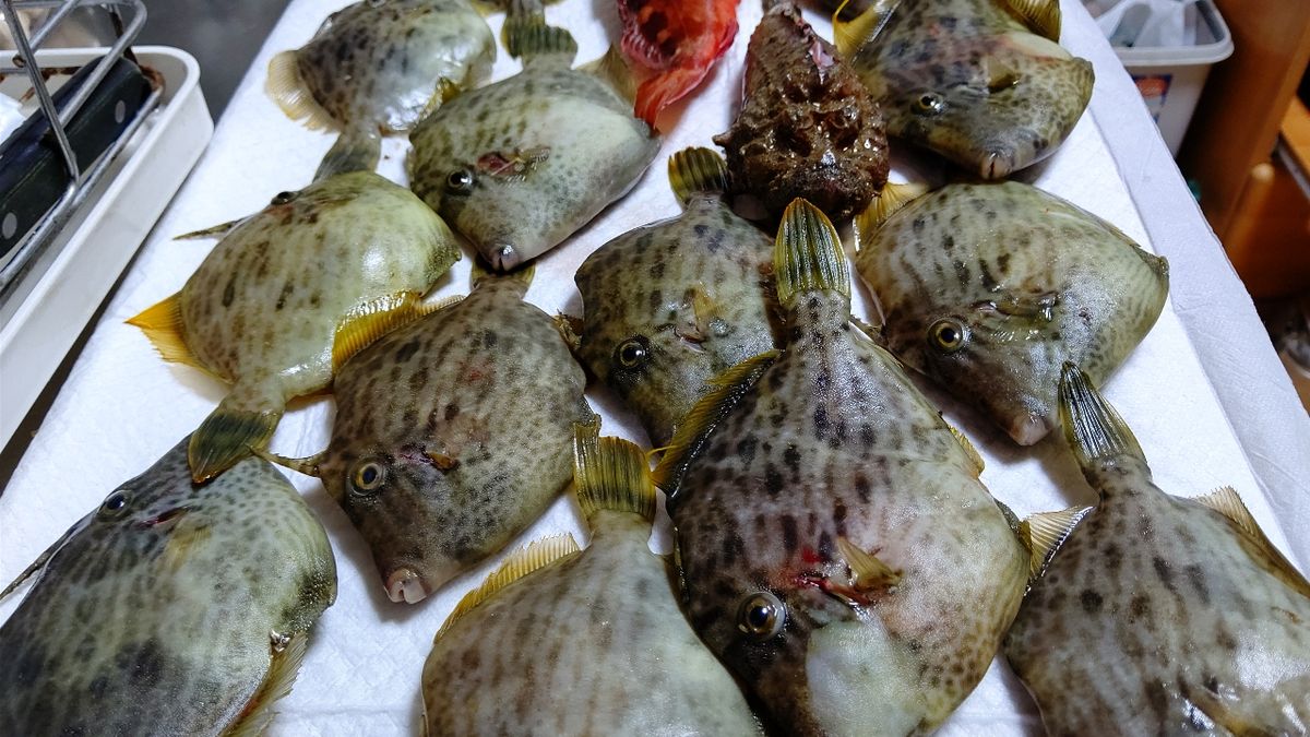 ヤスリン53さんの釣果 3枚目の画像