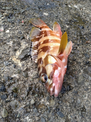 アカハタの釣果