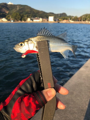 セイゴ（ヒラスズキ）の釣果