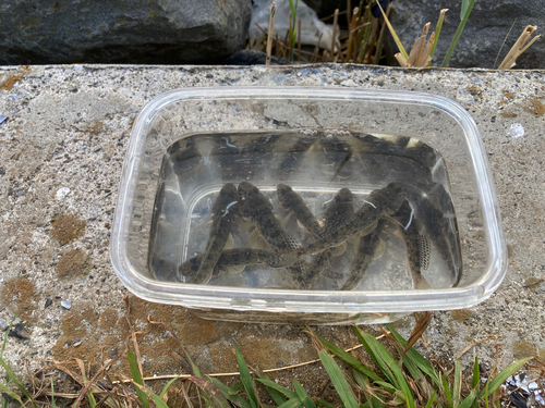 マハゼの釣果