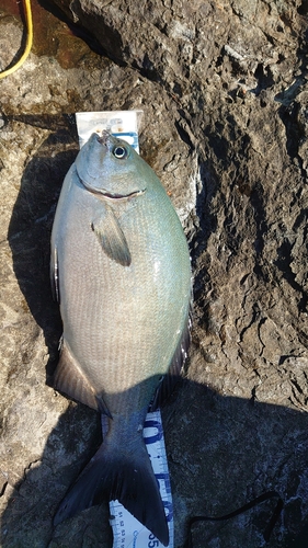 イスズミの釣果