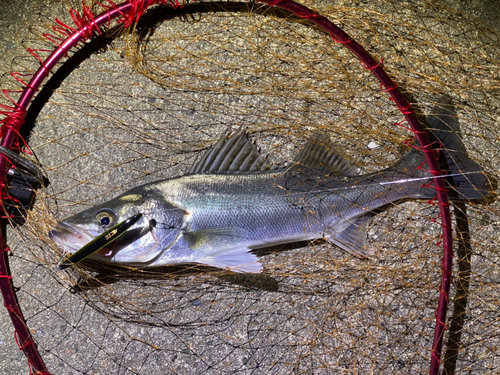 セイゴ（マルスズキ）の釣果