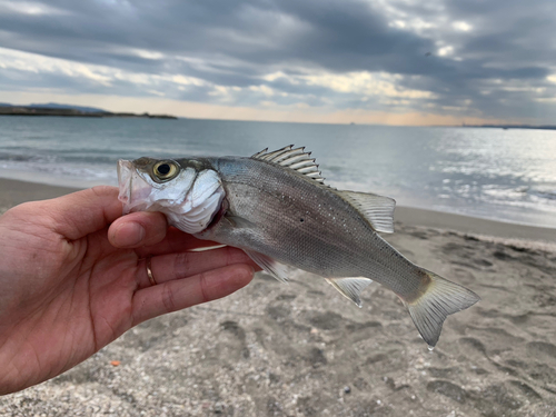 スズキの釣果