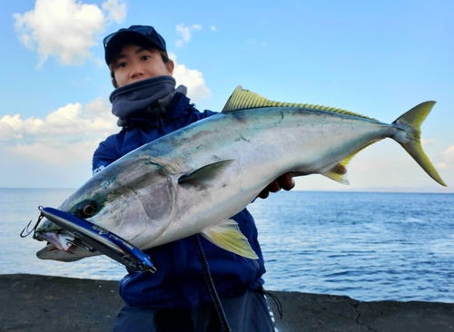 ブリの釣果