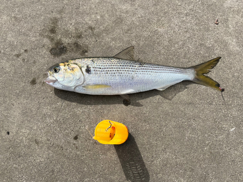 コノシロの釣果