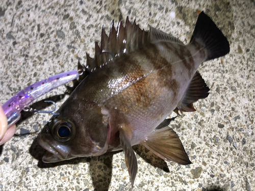 メバルの釣果