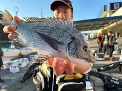 チヌの釣果