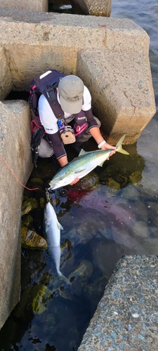 ブリの釣果