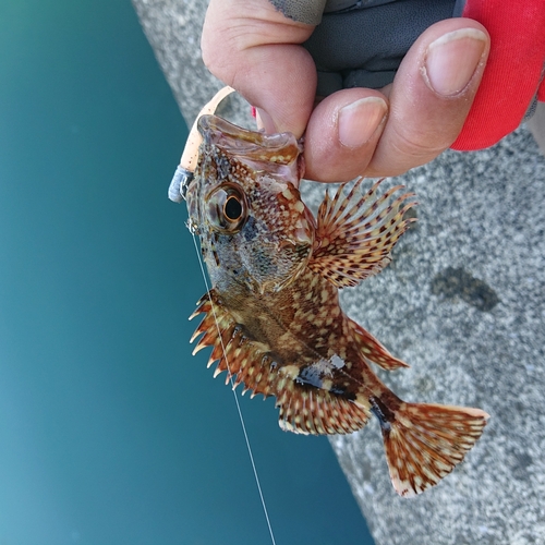 アラカブの釣果