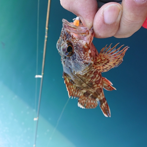 アラカブの釣果