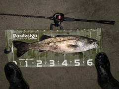 マルスズキの釣果