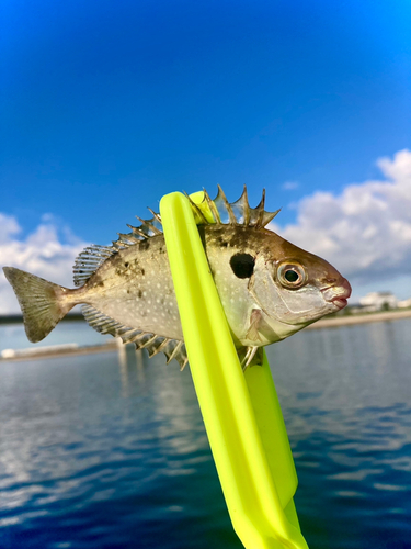 アイゴの釣果