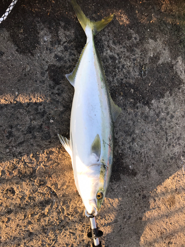 メジロの釣果