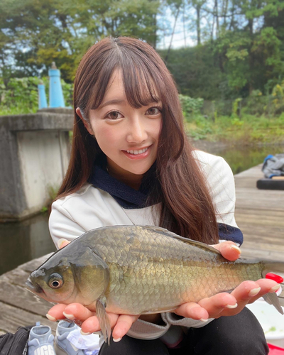 ヘラブナの釣果