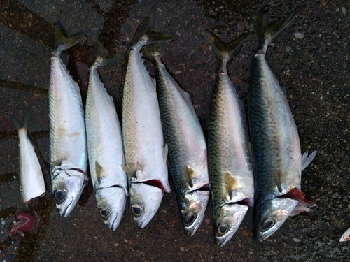 マサバの釣果