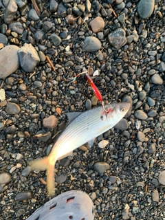 コノシロの釣果