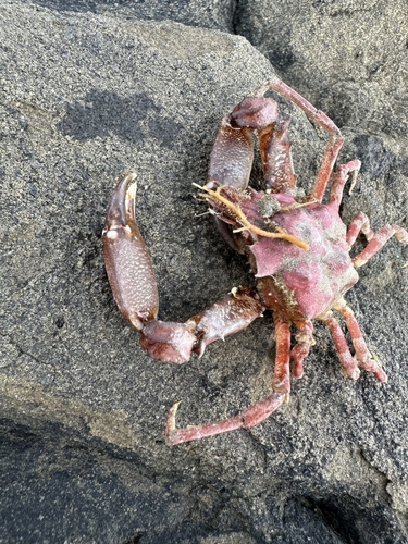 カニの釣果