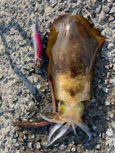 アオリイカの釣果