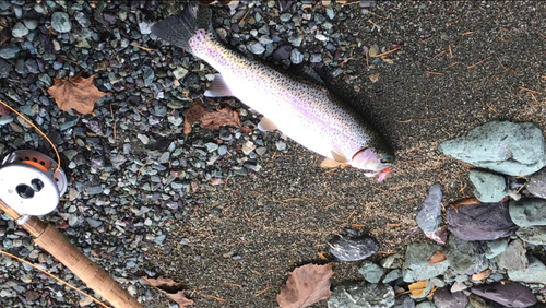 ニジマスの釣果