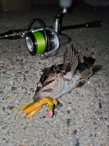 タケノコメバルの釣果